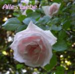 Alles Liebe